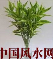 营口十二生肖养什么植物最旺财运？你知道吗！